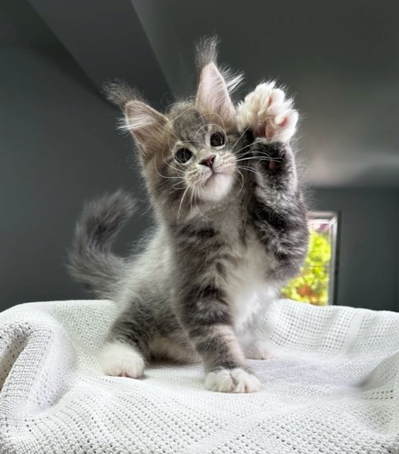 Süße Maine Coon Kätzchen zu verkaufen