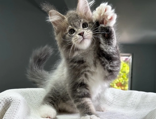 Süße Maine Coon Kätzchen zu verkaufen