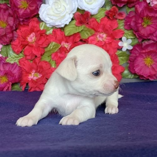 CHIHUAHUA-WELPE ZUR KOSTENLOSEN ADOPTION