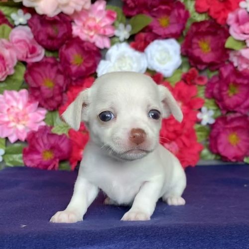 CHIHUAHUA-WELPE ZUR KOSTENLOSEN ADOPTION