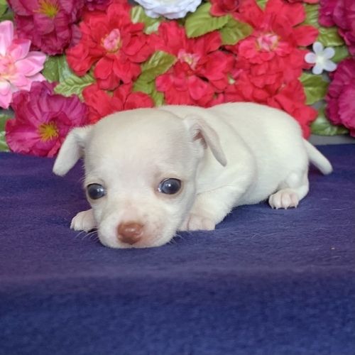 CHIHUAHUA-WELPE ZUR KOSTENLOSEN ADOPTION