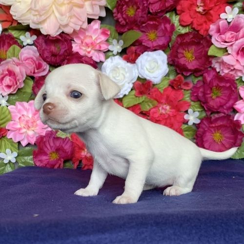 CHIHUAHUA-WELPE ZUR KOSTENLOSEN ADOPTION