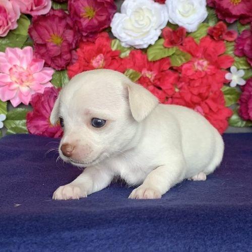 CHIHUAHUA-WELPE ZUR KOSTENLOSEN ADOPTION