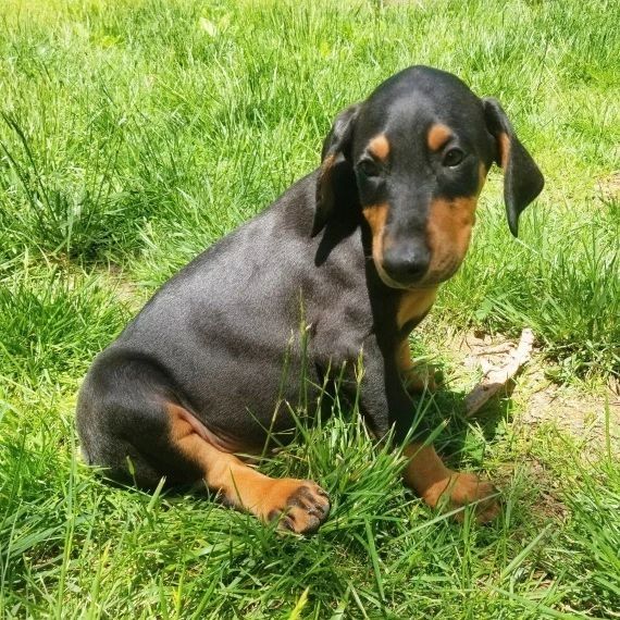 MINI-DACKELWELPE VERFÜGBAR