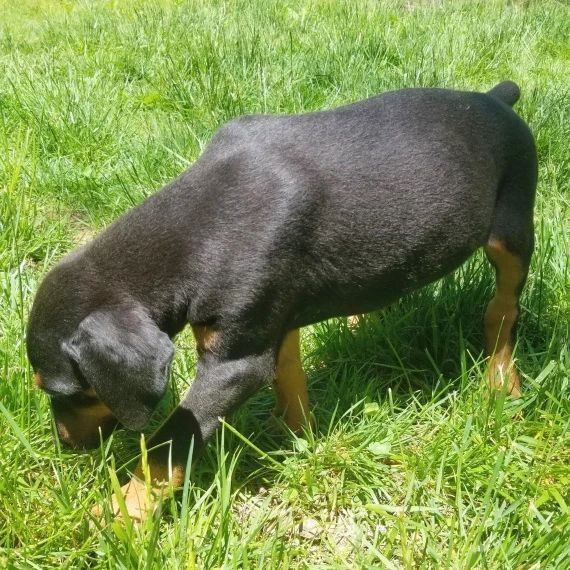 MINI-DACKELWELPE VERFÜGBAR