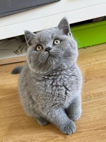 Süße Britisch Kurzhaar Kätzchen zu verkaufen