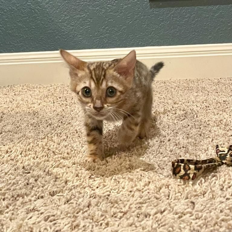 Bengalische Kätzchen zu verkaufen