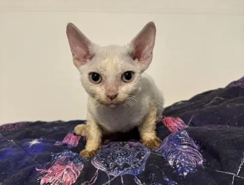 Devon Rex Kätzchen zu verkaufen