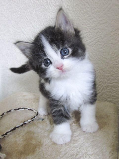 Norwegische Waldkatzenkätzchen zu verkaufen