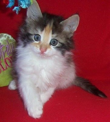 Norwegische Waldkatzenkätzchen zu verkaufen