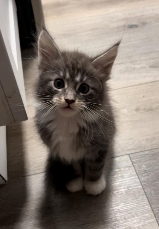 Maine Coon Kätzchen zu verkaufen