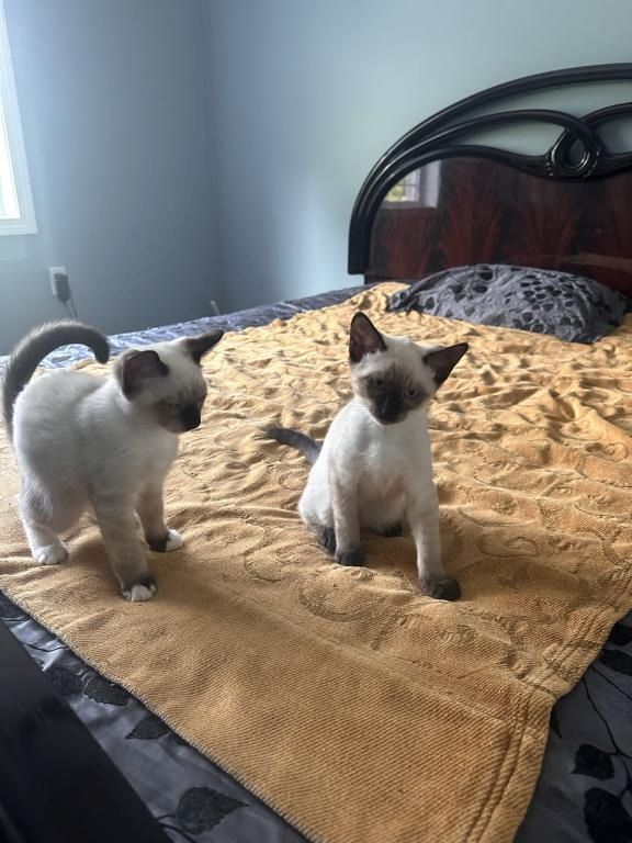 Siamesische Kätzchen zu verkaufen