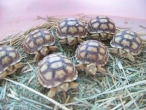 Schildkröten zu verkaufen