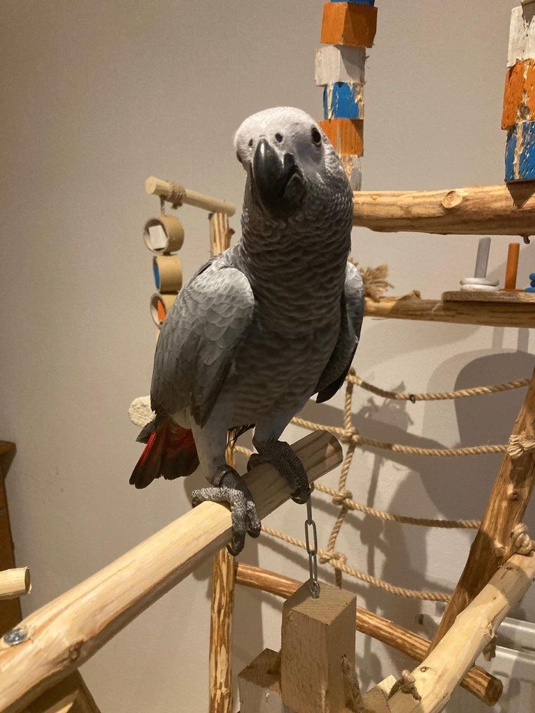 Papageien und ihre befruchteten Eier aller Arten zu verkaufen