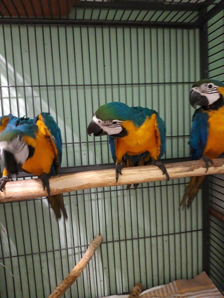 Blauer und goldener Ara-Papagei