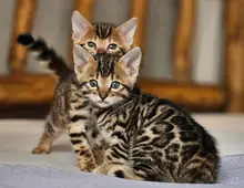 Reinrassige Bengal Kitten