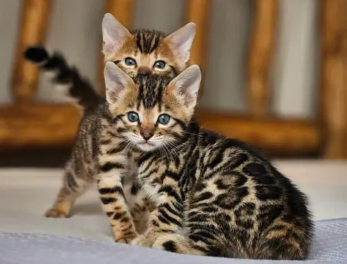 Reinrassige Bengal Kitten