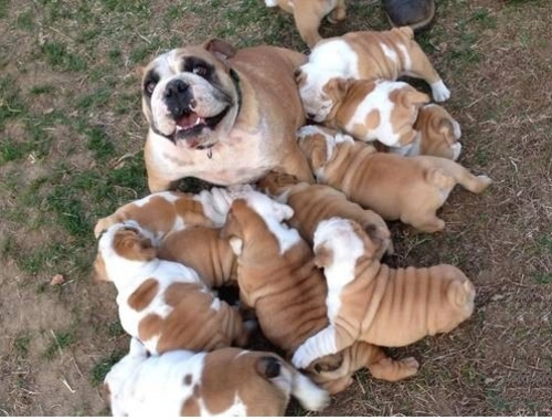 Old English Bulldog Welpen suchen ein Zuhause