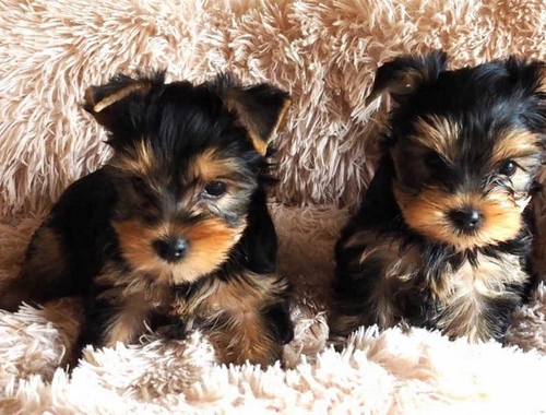 Yorkshire Terrier 12 Wochen mit Papieren