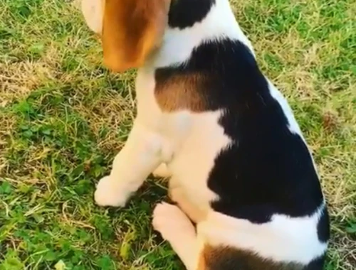 Männliche und weibliche Beagle