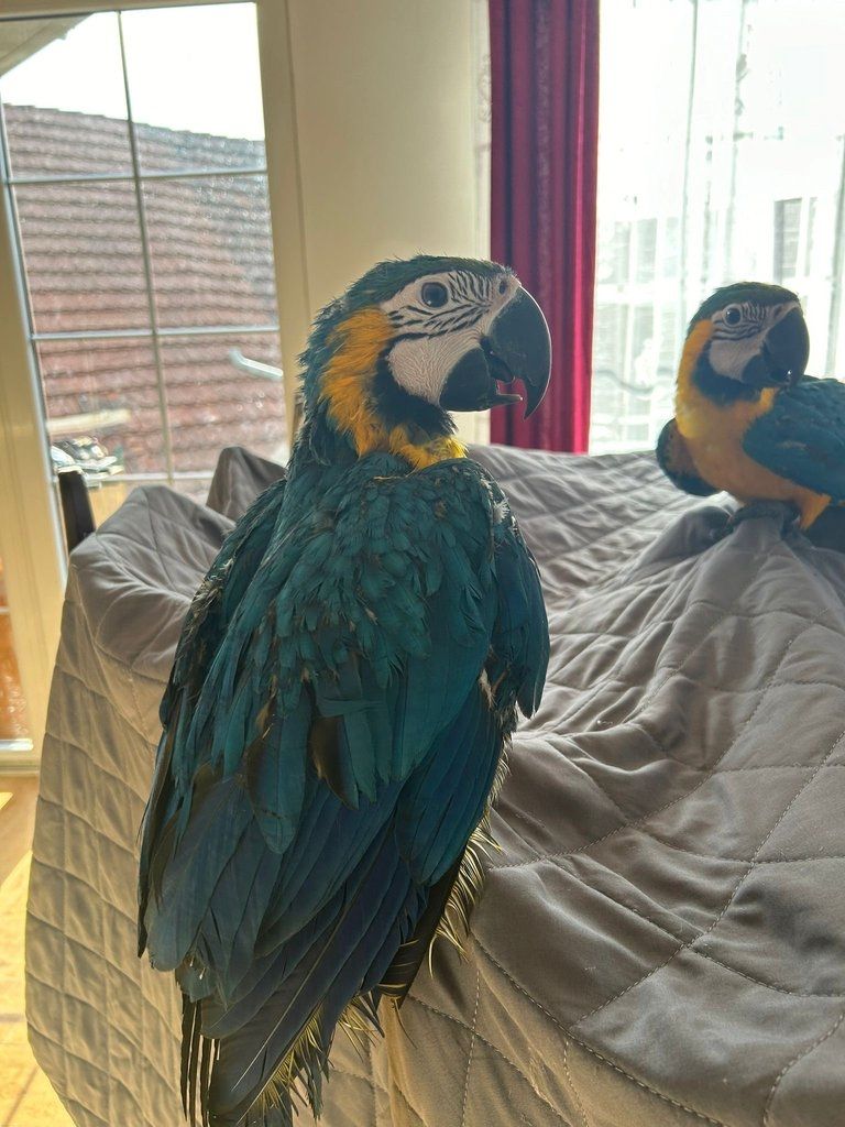 Blauer und goldener Ara-Papagei