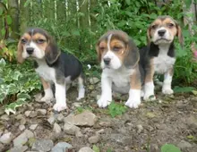 Männliche und weibliche Beagle