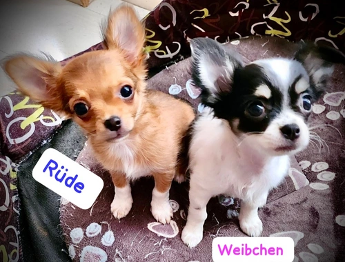 Chihuahua Welpen