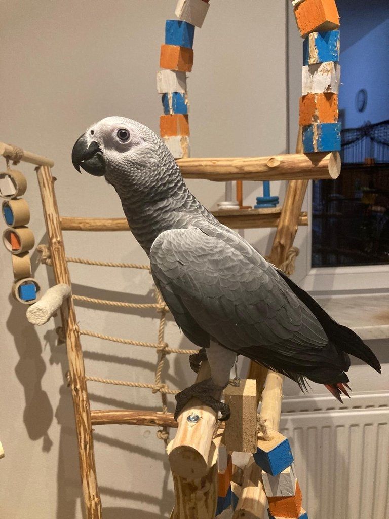 männlicher und weiblicher Graupapagei