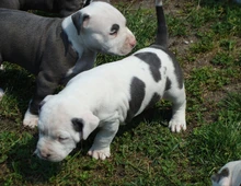 American Blue-Line Pit Bull Terrier Welpen W M,,