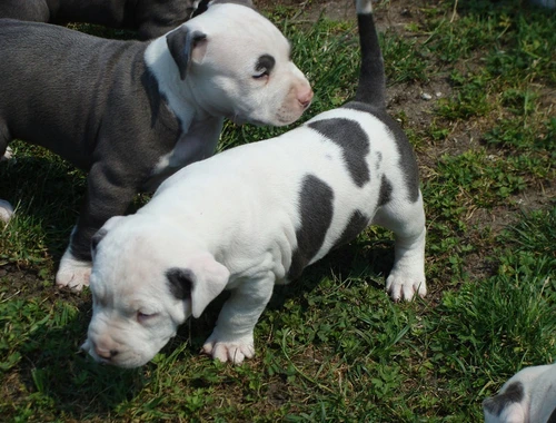 American Blue-Line Pit Bull Terrier Welpen W M,,