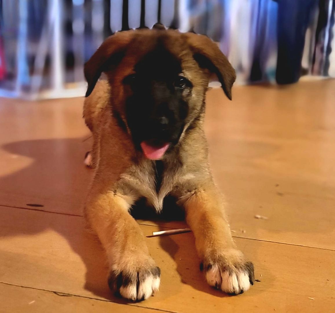 Alaskan Malamute x Bärenhund Welpen