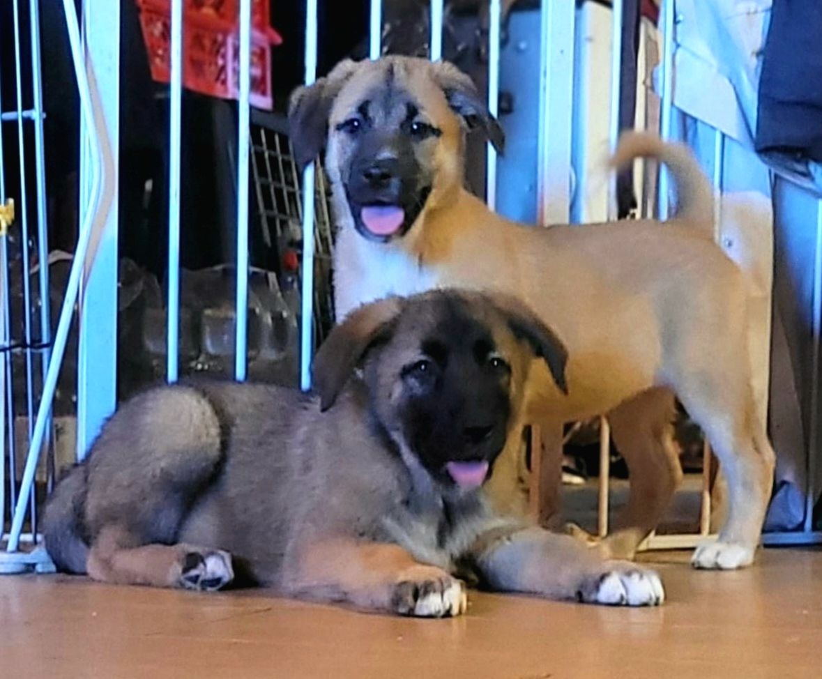 Alaskan Malamute x Bärenhund Welpen