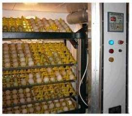 Papageien und ihre befruchteten Eier aller Arten zu verkaufen Papageien und ihre befruchteten Eier aller Arten zu verkaufen