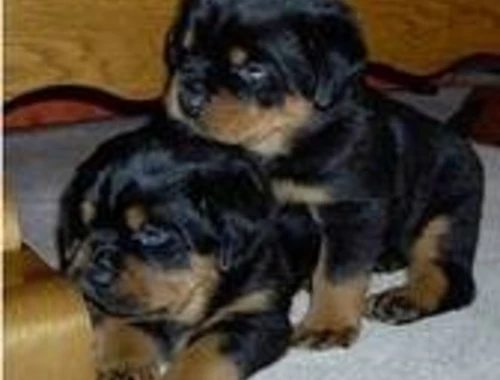 Rottweilerwelpen