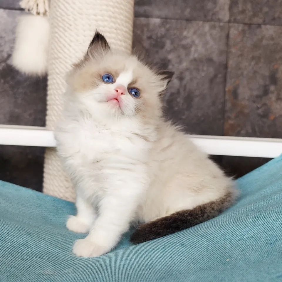 Entzückende Ragdoll-Kätzchen