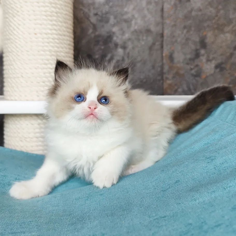 Entzückende Ragdoll-Kätzchen