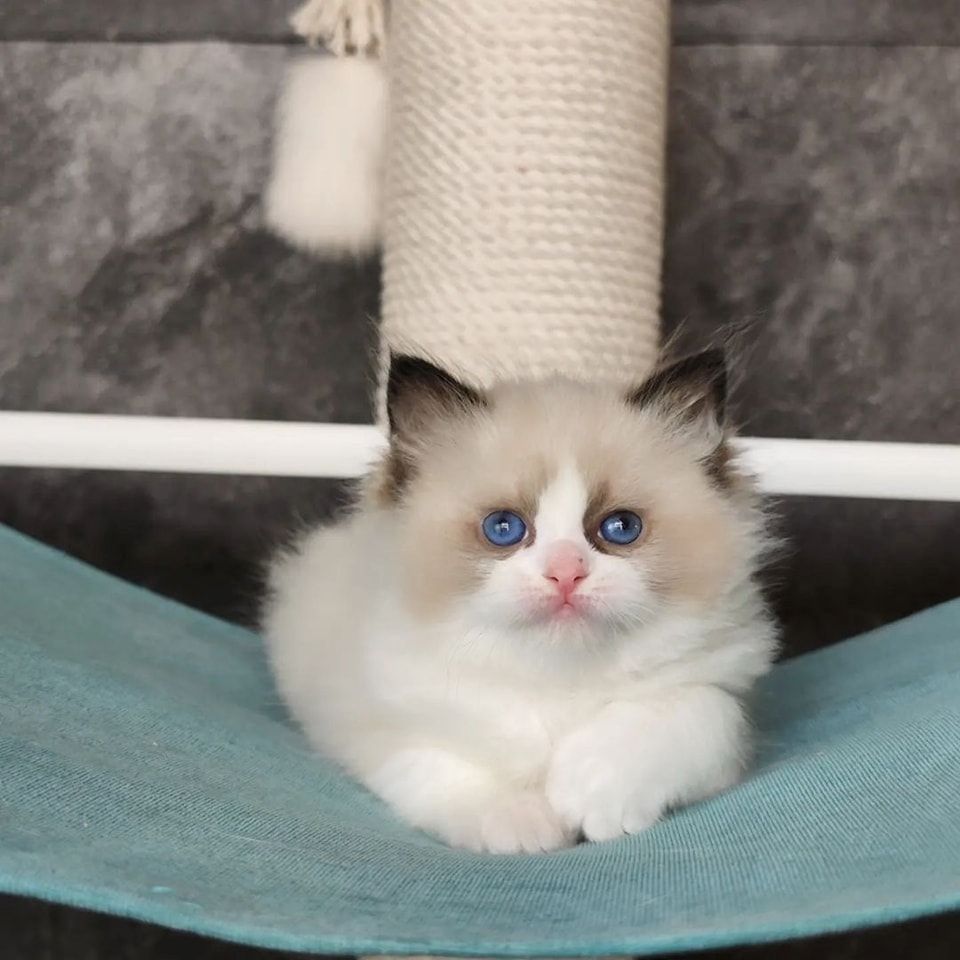 Entzückende Ragdoll-Kätzchen