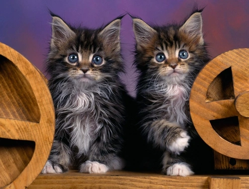 Maine Coon Kitten mit Stammbaum