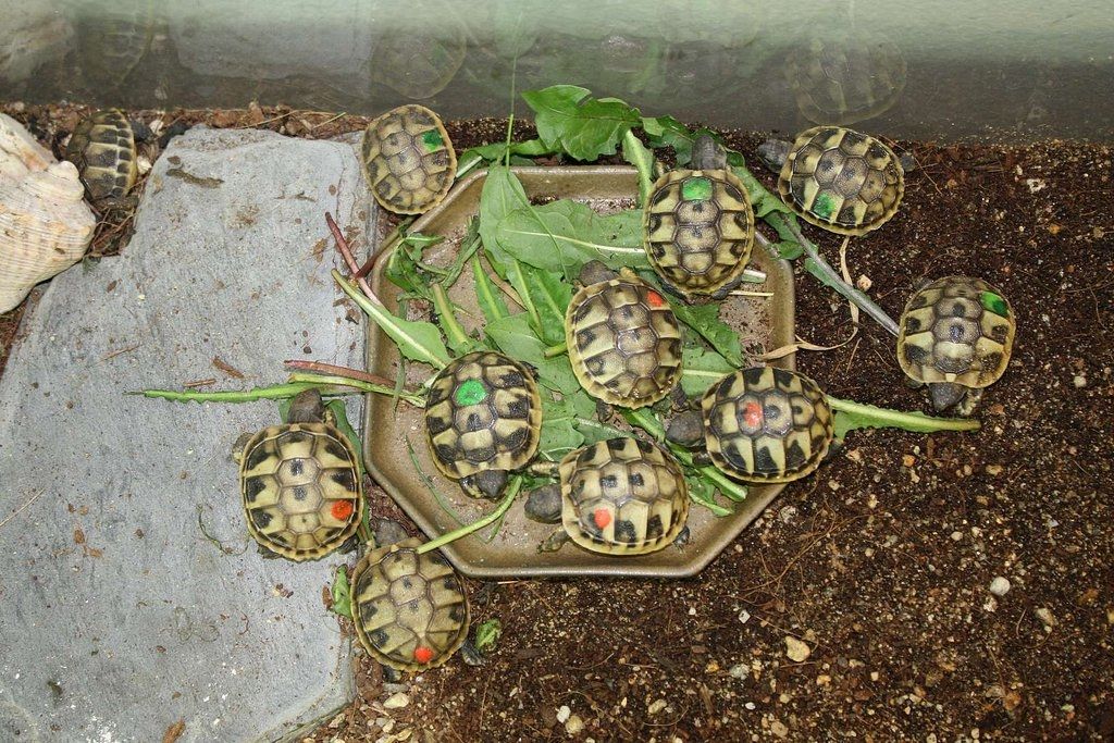 Schildkröten zu verkaufen