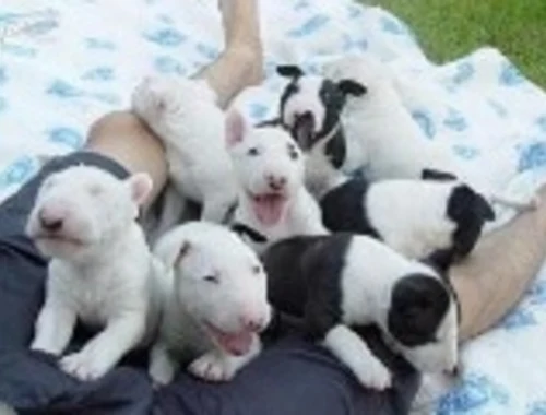 Mini Bull Terrier welpen m w