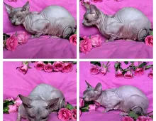 Sphynx Katze