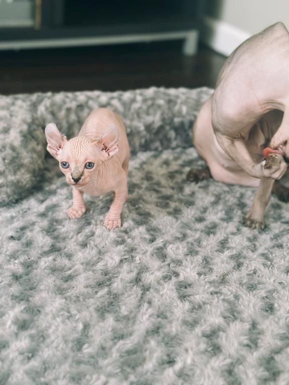 Schöne Sphynx-Kätzchen zu verkaufen