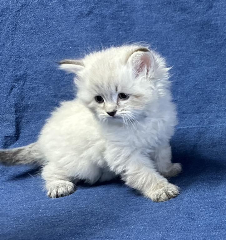 Schöne sibirische Kätzchen zu verkaufen