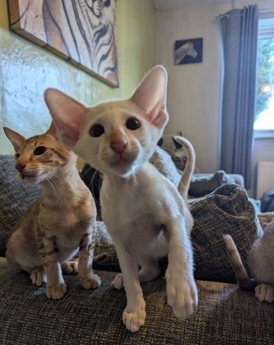 Schöne Siamkätzchen zu verkaufen