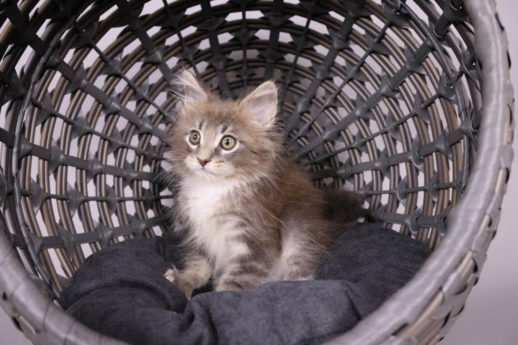 Schöne Maine Coon Kätzchen zu verkaufen