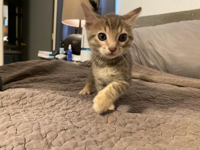 Schöne Bengalkätzchen zu verkaufen