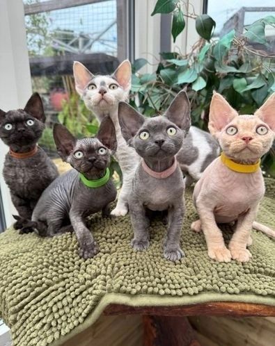 Schöne Devon Rex Kätzchen zu verkaufen