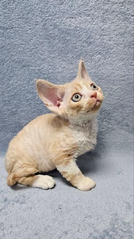 Schöne Devon Rex Kätzchen zu verkaufen