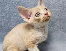 Schöne Devon Rex Kätzchen zu verkaufen