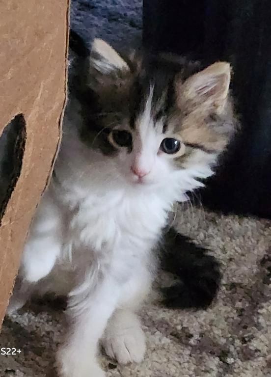 Norwegische Waldkatzenkätzchen zu verkaufen